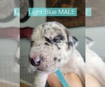 Puppy Light Blue Daniff-Neapolitan Mastiff Mix