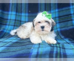 Zuchon Puppy for sale in LAKELAND, FL, USA