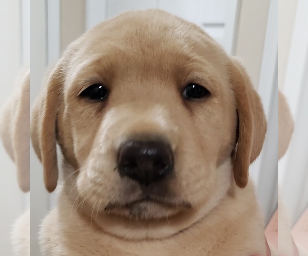 Medium Photo #5 Labrador Retriever Puppy For Sale in OLYMPIA, WA, USA