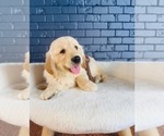 Small #7 Golden Retriever