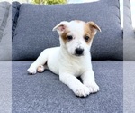 Small #2 Australian Cattle Dog