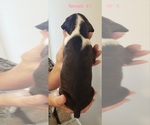 Small Photo #2 Boxer Puppy For Sale in CHEHALIS, WA, USA