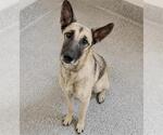 Small #1 German Shepherd Dog Mix