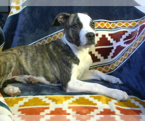 Mutt Dogs for adoption in Big Bear City, CA, USA