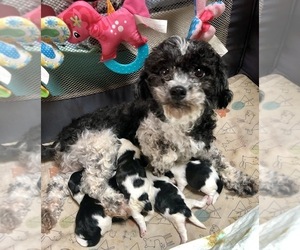 Mother of the Havanese puppies born on 04/26/2023