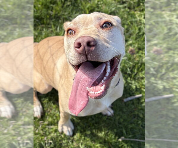 Medium Photo #2 Labrador Retriever-Unknown Mix Puppy For Sale in Jefferson, WI, USA