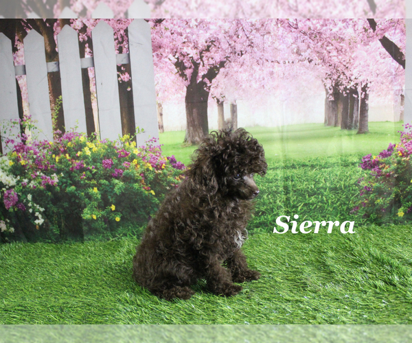 Medium Photo #14 Poodle (Toy) Puppy For Sale in CHANUTE, KS, USA