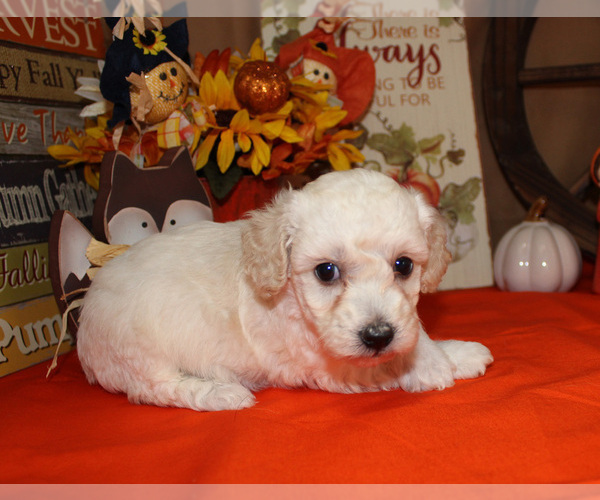 Medium Photo #13 Poodle (Toy) Puppy For Sale in CHANUTE, KS, USA