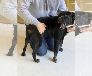 Labrador Retriever-Unknown Mix Dogs for adoption in The Woodlands, TX, USA