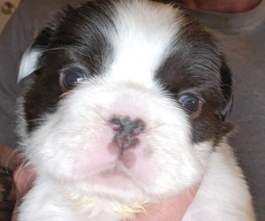 Medium French Bulldog