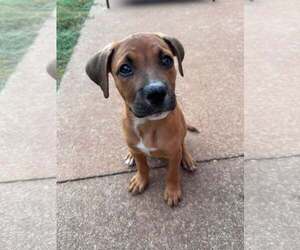 Mutt Dogs for adoption in Greenville, SC, USA