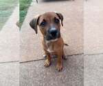 Big Chunk - Male Mutt Dog for Adoption - Small photo