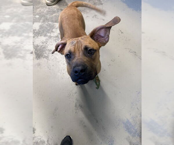 Medium Photo #1 Black Mouth Cur Puppy For Sale in Tallahassee, FL, USA