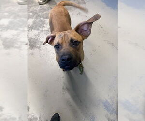 Black Mouth Cur Dog for Adoption in Tallahassee, Florida USA