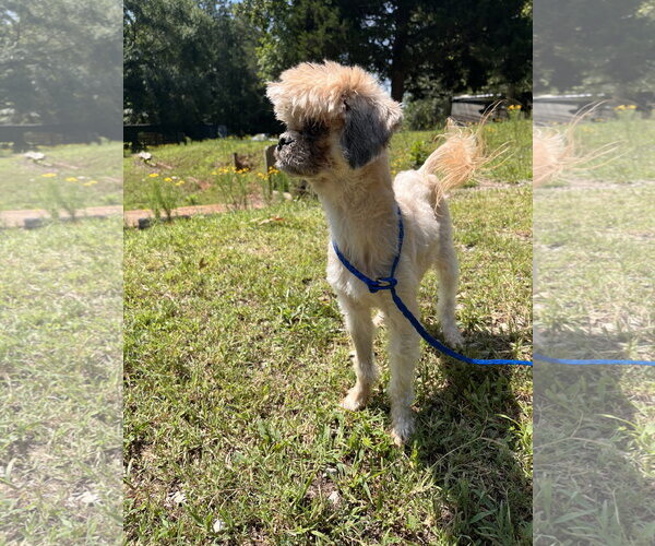 Medium Photo #4 Shih Tzu-Unknown Mix Puppy For Sale in Pacolet, SC, USA