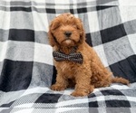 Benny - Male Cavapoo (Standard) Puppy for Sale - Photo #9