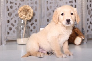 Golden Retriever Puppy for sale in MOUNT VERNON, OH, USA