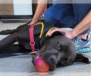 Rottweiler-Unknown Mix Dogs for adoption in Santa Barbara, CA, USA
