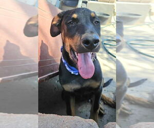 Doberman Pinscher-Miniature Pinscher Mix Dogs for adoption in San Diego , CA, USA
