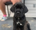 Small Photo #4 Cane Corso Puppy For Sale in NEWARK, OH, USA