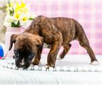 Small Photo #76 Boxer Puppy For Sale in WAKARUSA, IN, USA