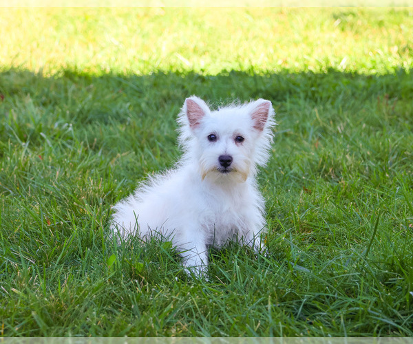 Medium Photo #5 West Highland White Terrier Puppy For Sale in SYRACUSE, IN, USA