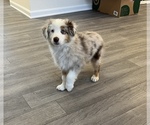 Small Photo #4 Miniature Australian Shepherd Puppy For Sale in PARAGON, IN, USA