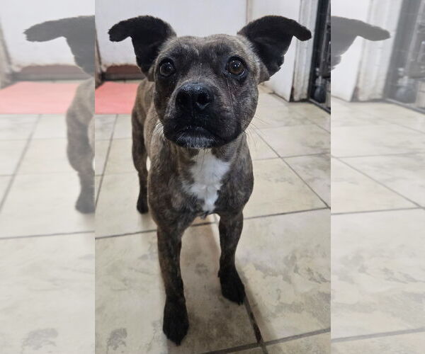 Medium Photo #3 Boston Terrier-Unknown Mix Puppy For Sale in El Centro, CA, USA