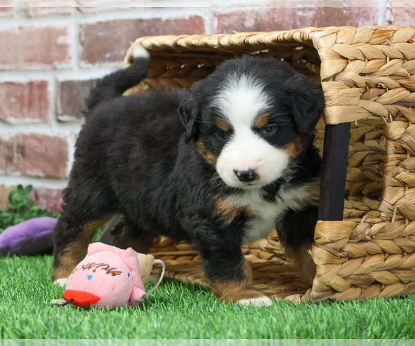 Medium Photo #13 Bernese Mountain Dog Puppy For Sale in SYRACUSE, IN, USA