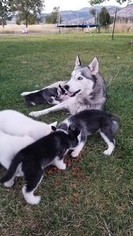 Mother of the Siberian Husky puppies born on 01/30/2019