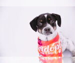 Small Photo #6 Mutt Puppy For Sale in Princeton, MN, USA
