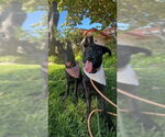 Small Photo #2 Mutt Puppy For Sale in Marina Del Rey, CA, USA