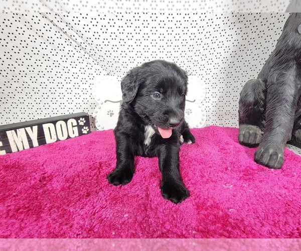 Medium Photo #60 Golden Mountain Dog Puppy For Sale in BLACK FOREST, CO, USA