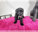 Small #8 Golden Mountain Dog