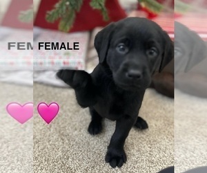 Labrador Retriever Puppy for sale in WATERLOO, IL, USA