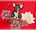 Puppy Egypt Chihuahua
