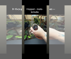 Medium French Bulldog