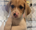 Small Beagle Mix