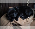Small Photo #9 Labrador Retriever Puppy For Sale in STROUD, OK, USA