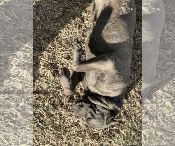 Medium Photo #13 Mutt Puppy For Sale in Goodyear, AZ, USA
