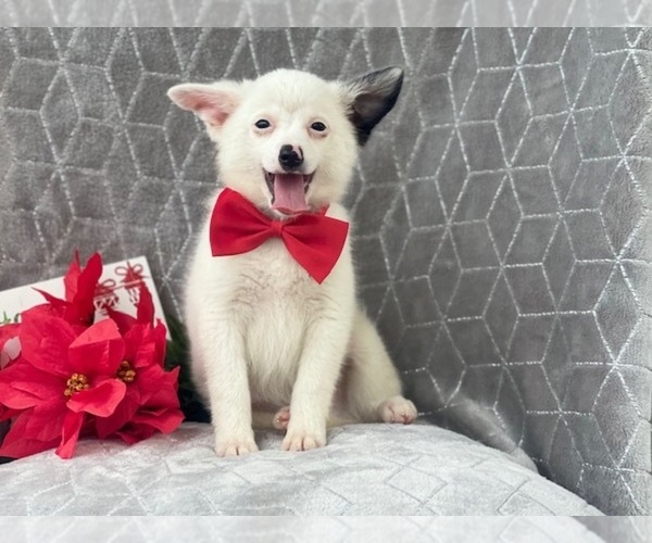 View Ad: Border Collie-Pomeranian Mix Puppy for Sale near ...