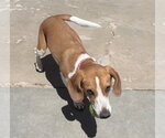 Small #1 Beagle