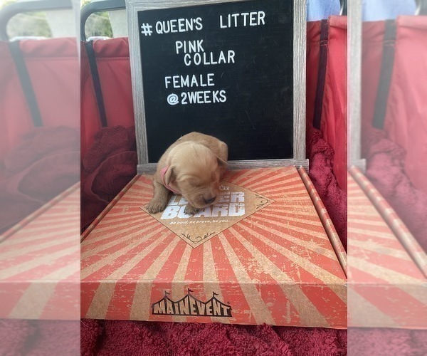 Medium Photo #7 Golden Retriever Puppy For Sale in ONTARIO, CA, USA