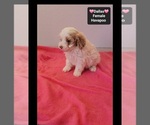 Dallas - Female Havapoo Puppy for Sale - Photo #3