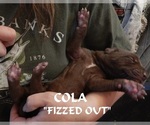 Puppy Cola is on Hold Great Dane