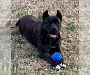 Mother of the Cane Corso puppies born on 08/22/2025