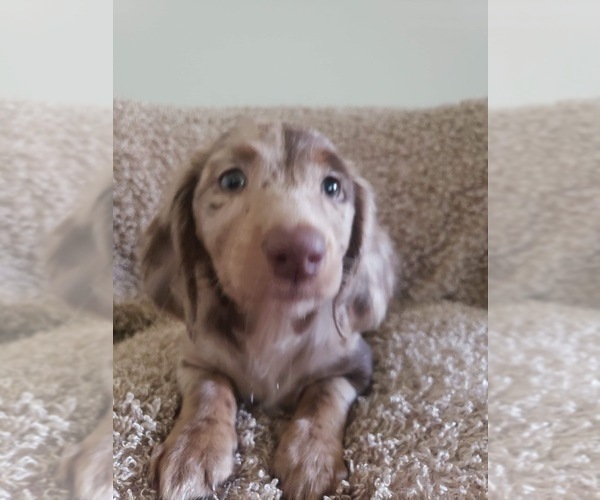 Medium Photo #4 Dachshund Puppy For Sale in LUMBERTON, NC, USA