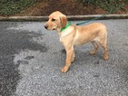 Small Photo #8 Labrador Retriever Puppy For Sale in BUCK, PA, USA