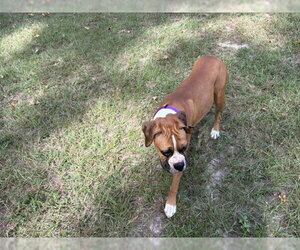 URSULA - Female Boxer Dog for Adoption - Photo #3