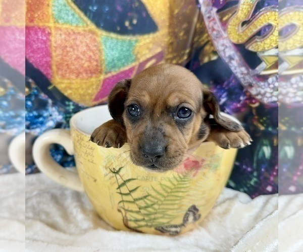 Medium Photo #32 Dachshund Puppy For Sale in CASSVILLE, MO, USA